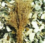 Extrait de racine de fragonnette